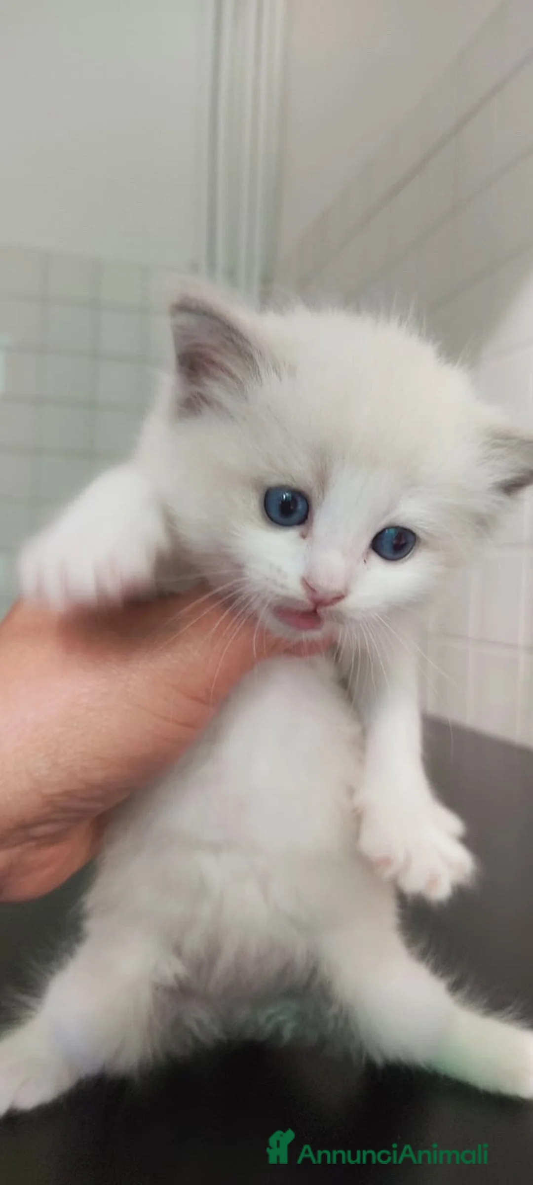 Ragdoll gatti in vendita: Gatto ragdoll di 3 messi - Annuncio 7