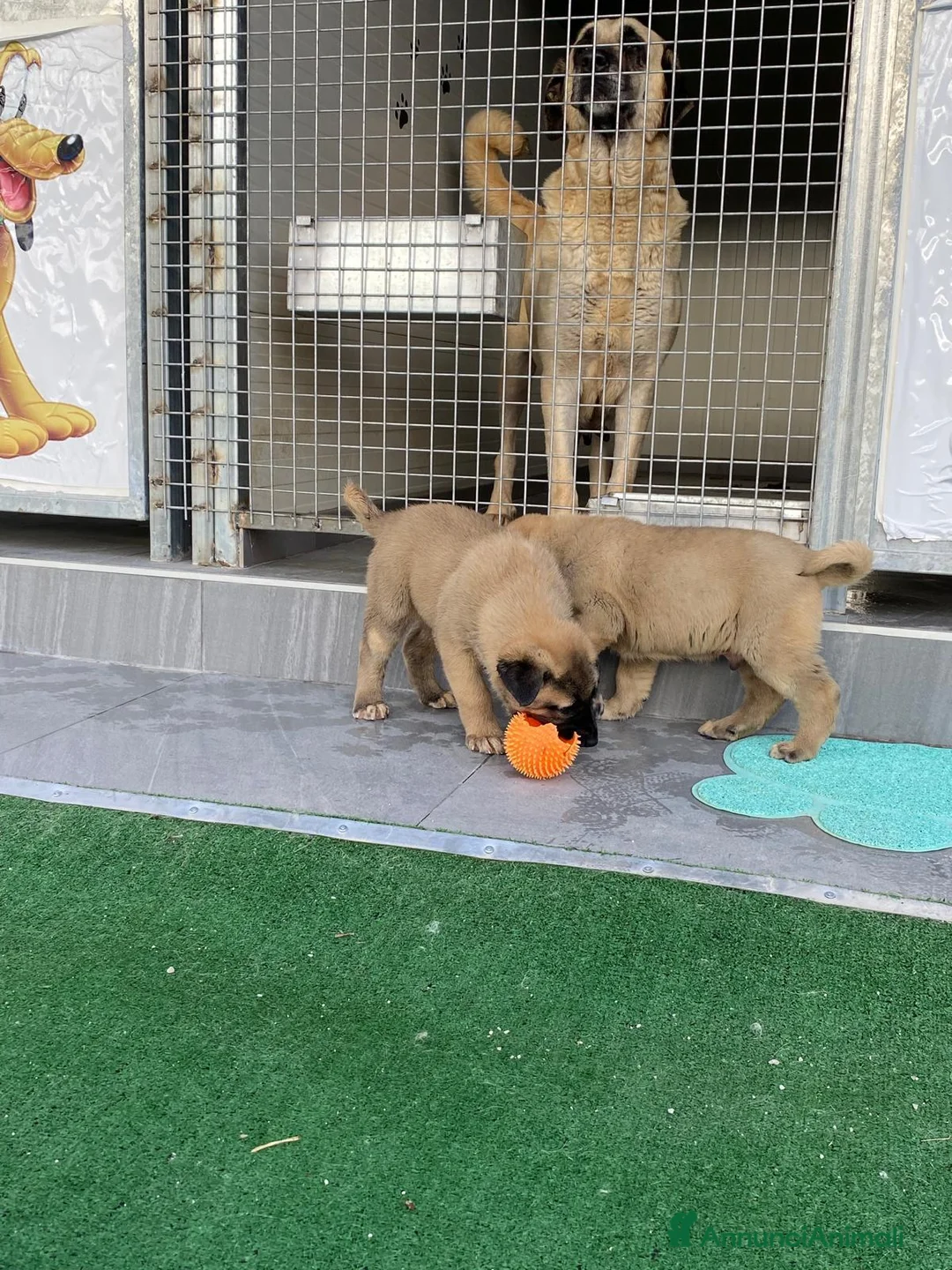 Pastore dell’Anatolia cani in vendita: Kangal a Provincia di Potenza - Annuncio 2