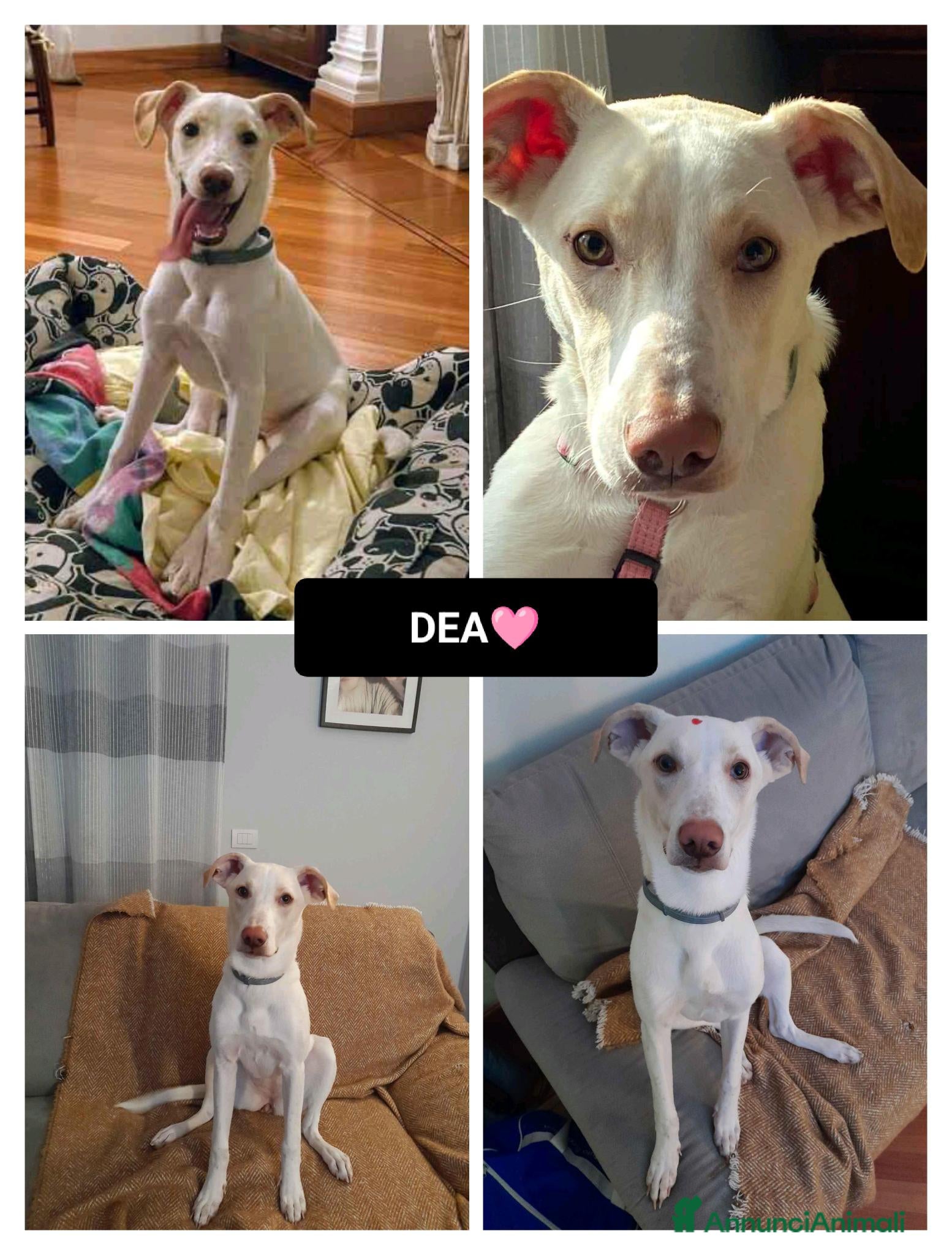 Altre razze cani DEA 9 MESI - Annuncio 18