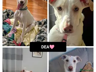 Altre razze cani DEA 9 MESI - Annuncio 36