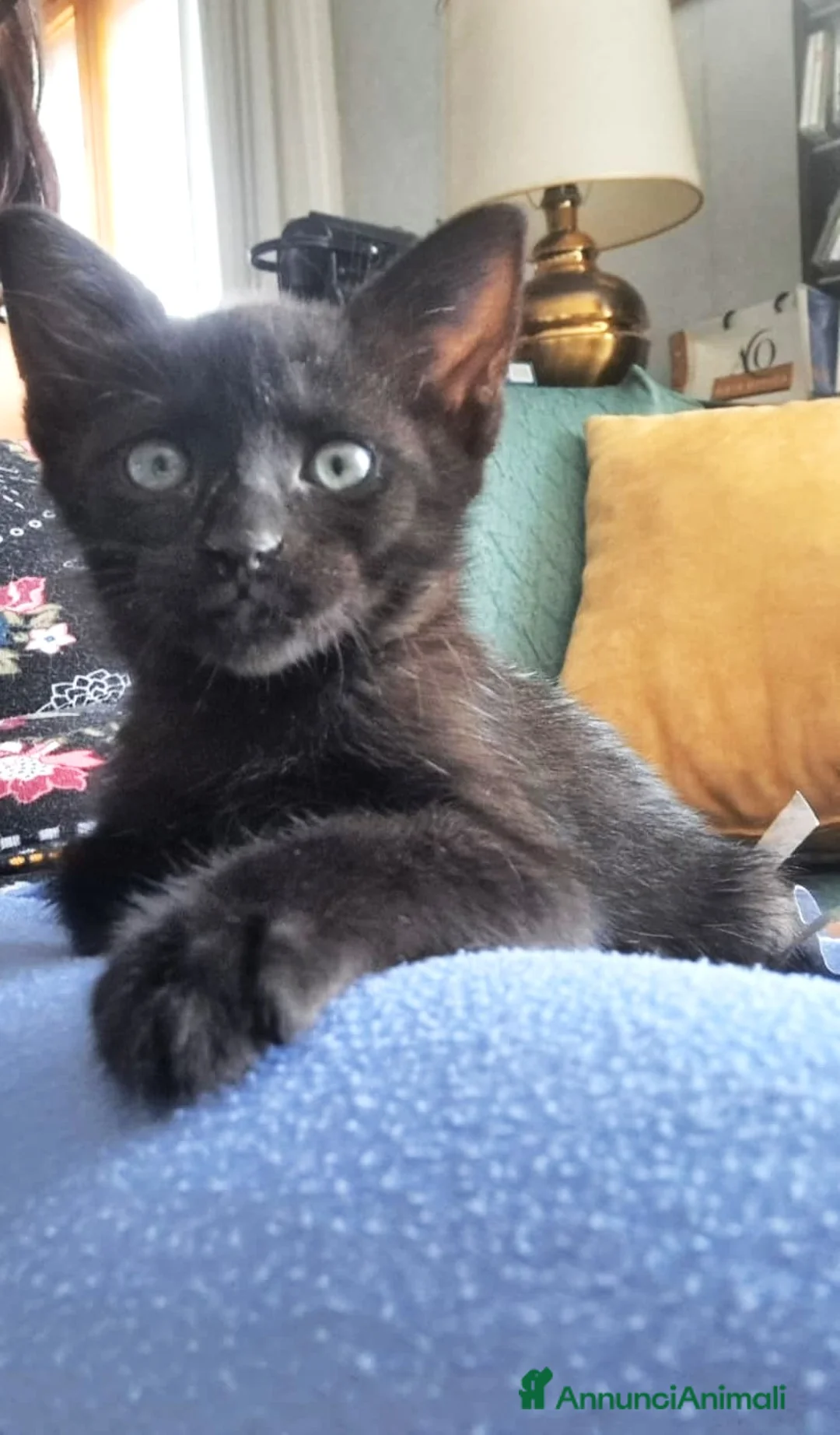 Meticcio gatti in regalo: Gattine in adozione - Annuncio 2