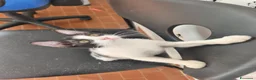 Meticcio gatti in regalo: Zac, il fascinoso  - Annuncio 8