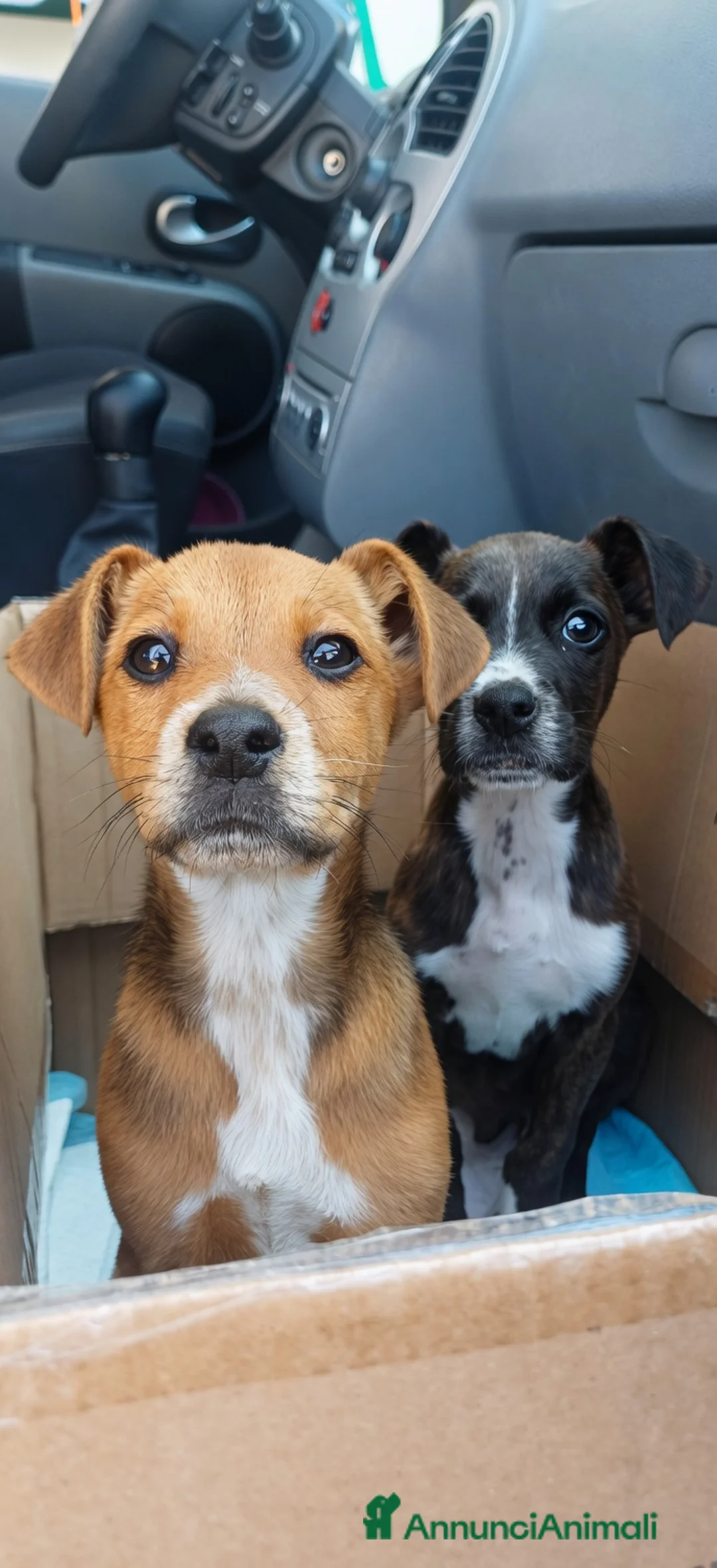 Meticcio cani in regalo: Due cuccioli incrocio pitbull! (2 mesi)  - Annuncio 1