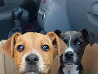 Meticcio cani Due cuccioli incrocio pitbull! (2 mesi) - Annuncio 3