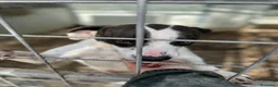 Meticcio cani in regalo: Fiorella: energia pura, bontà infinita  - Annuncio 4