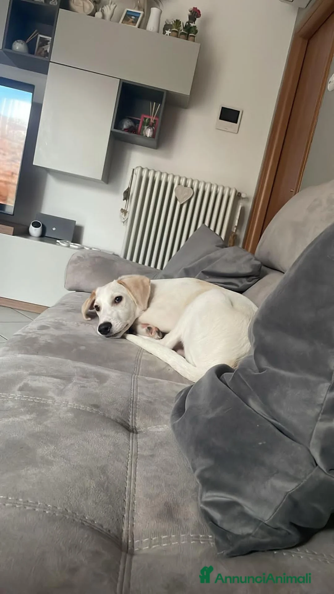 Meticcio cani in regalo: coco  - Annuncio 2