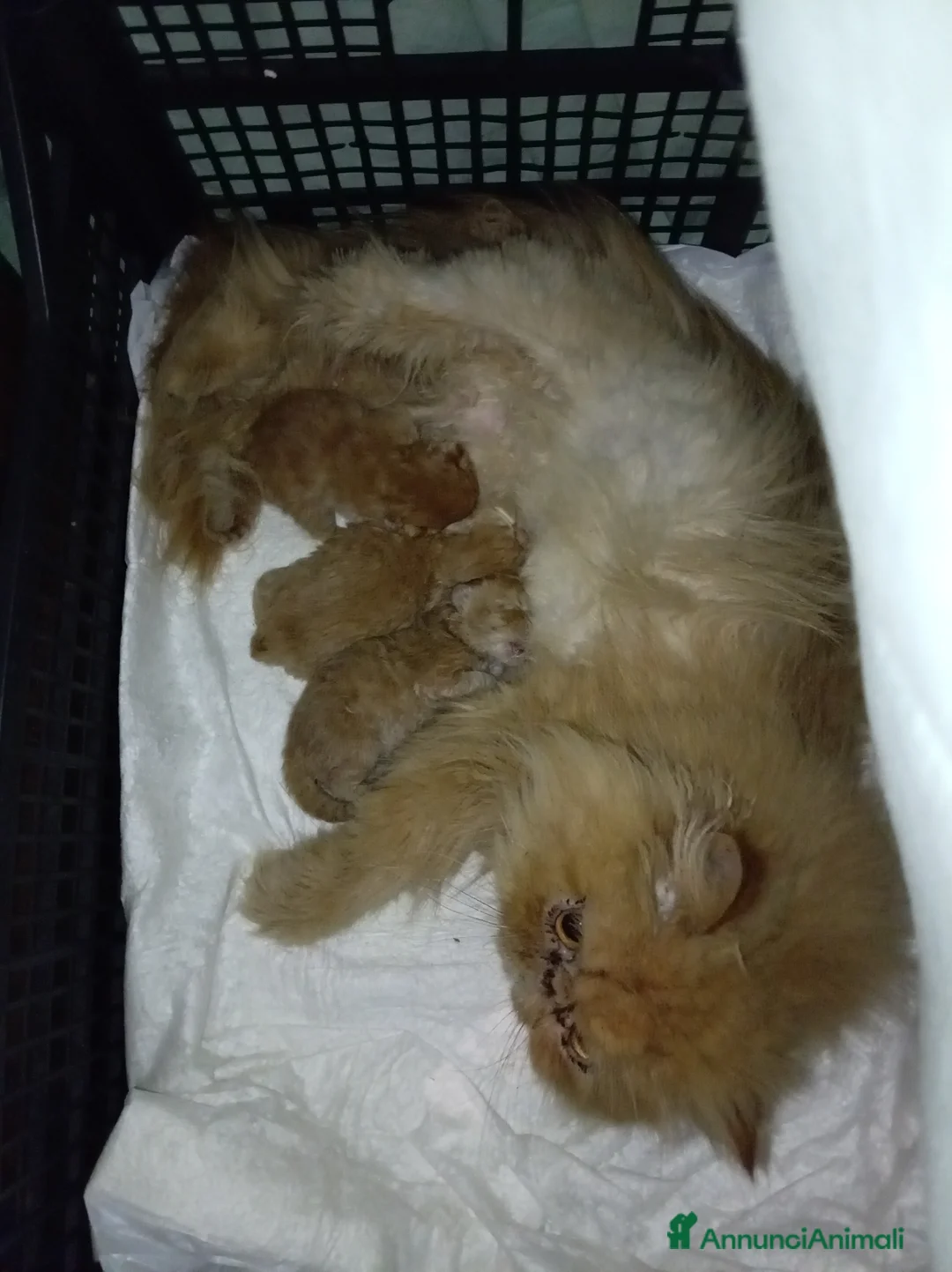 Persiano gatti in vendita: Gattini persiani - Annuncio 4