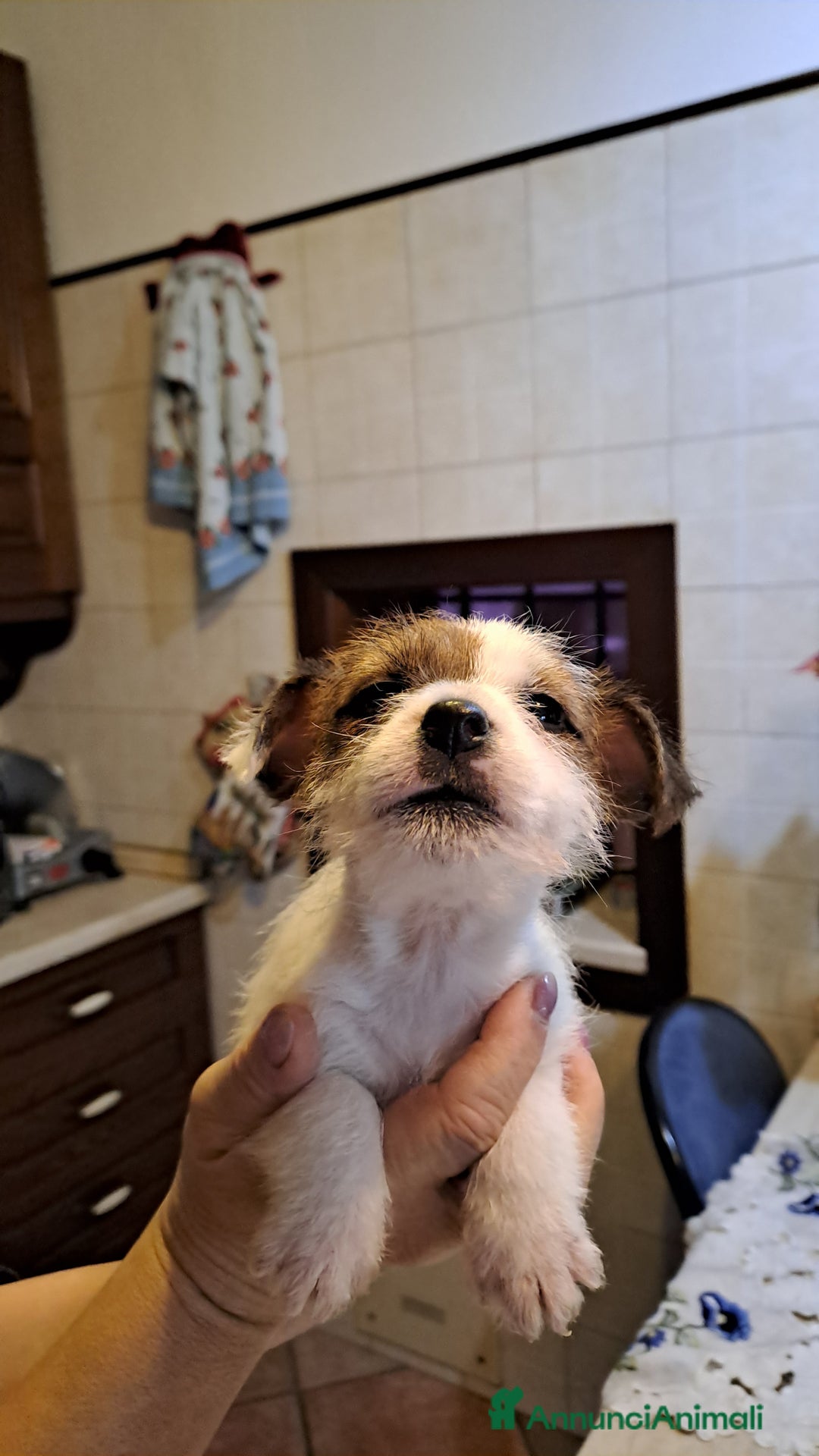 Jack Russell cani in vendita: Cuccioli di Jack Russell con pedigree  - Annuncio 12