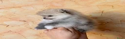 Volpino Pomerania cani in vendita: Cuccioli di Pomerania nano  - Annuncio 11