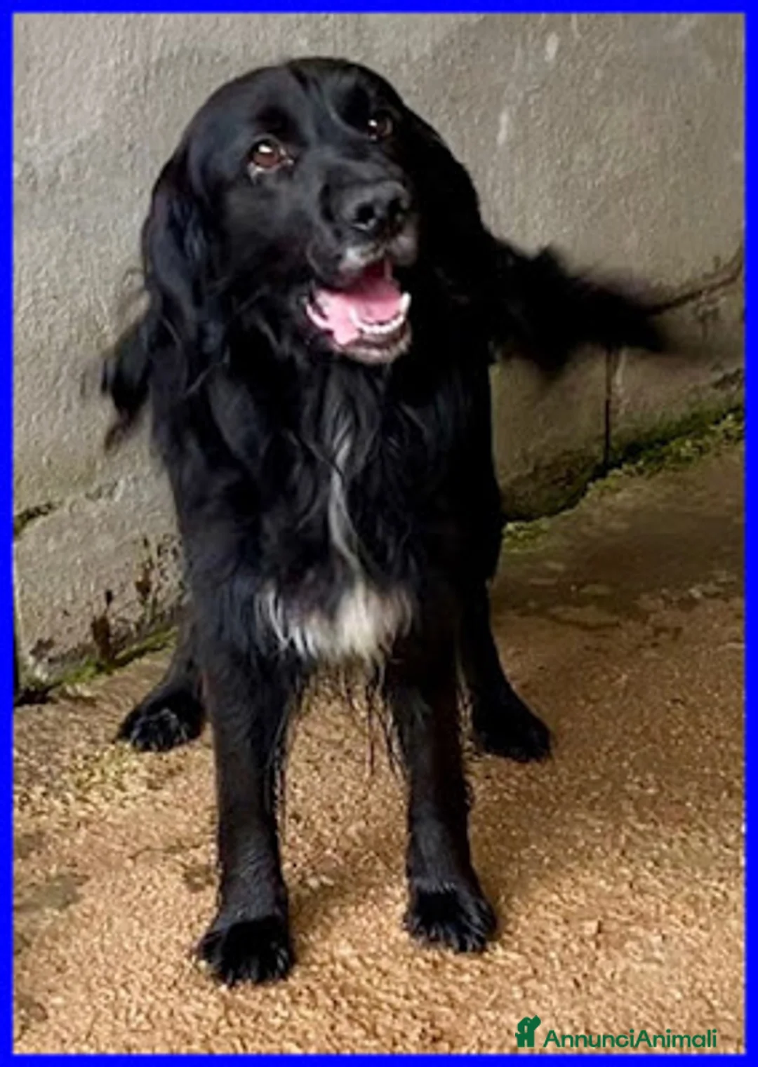 Meticcio cani in regalo: ROC 8anni circa  cerca un po' d'amore a Città Metropolitana di Torino - Annuncio 1