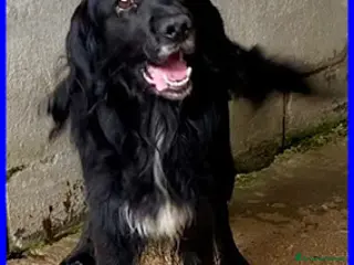 Meticcio cani ROC 8anni circa cerca un po' d'amore a Città Metropolitana di Torino - Annuncio 33