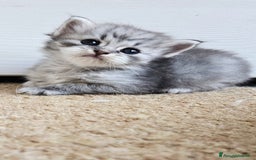 Siberiano gatti in vendita: Cuccioli gatto Siberiano ipoallergenico - Immagine 4