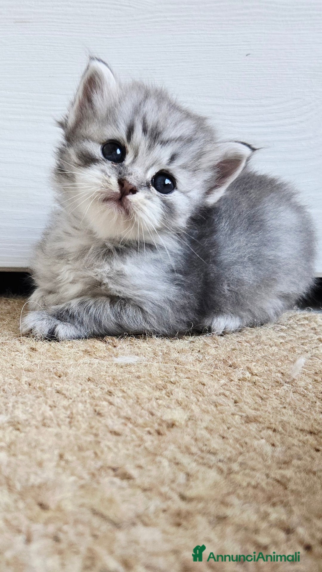 Siberiano gatti in vendita: Cuccioli gatto Siberiano ipoallergenico - Immagine 4