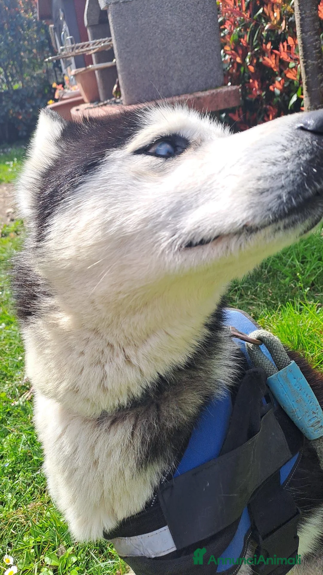 Husky cani in regalo: regalo husky maschio 5 anni a Provincia di Lucca - Annuncio 2
