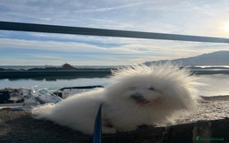 Bichon cani per accoppiamento: Bichon Frise’ Maschio per inseminazione a pagament a Provincia di Salerno - Immagine 3