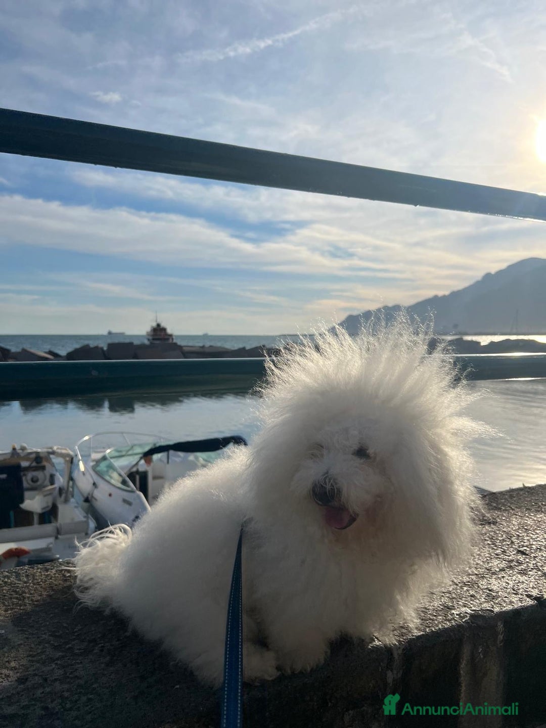 Bichon cani per accoppiamento: Bichon Frise’ Maschio per inseminazione a pagament a Provincia di Salerno - Immagine 3
