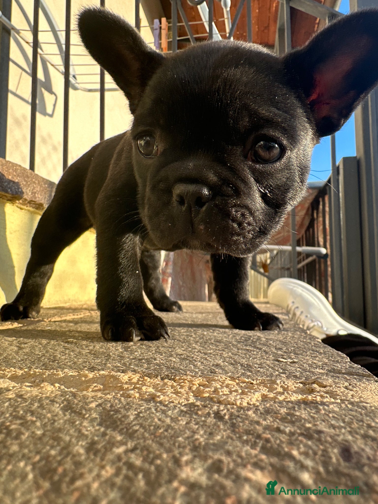 Bulldog Francese cani bulldog francese nero tigrato  - Annuncio 12