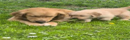 Golden Retriever cani in vendita: Golden retriever 90%linea americana pedigree ENCI  - Annuncio 23