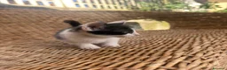 Altre razze gatti in regalo: Regalo Gattino - Annuncio 3