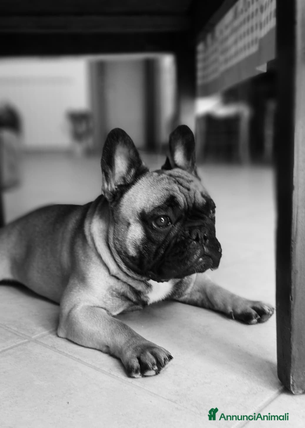 Bulldog Francese cani Bulldog Francese per monta - Annuncio 8