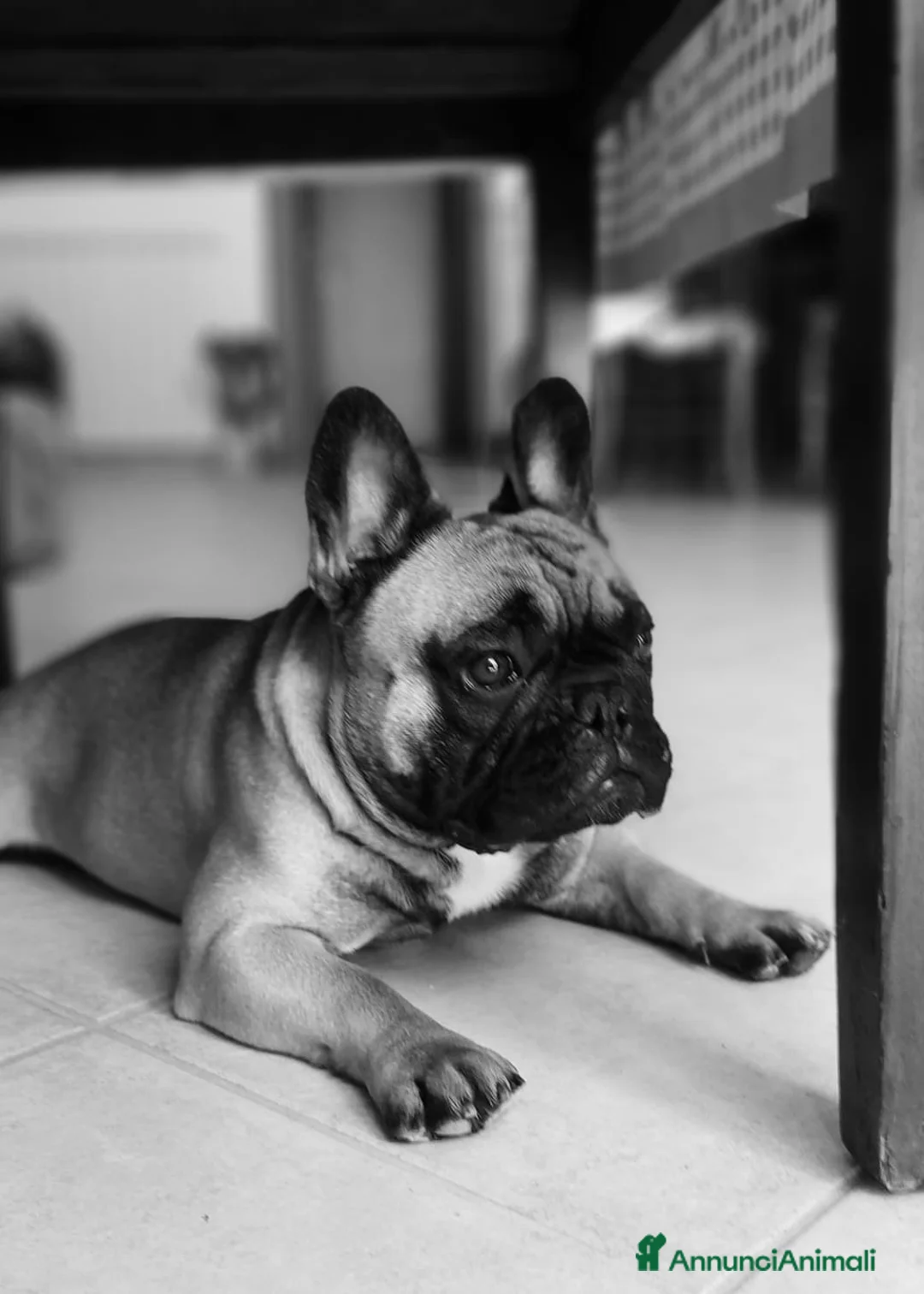 Bulldog Francese cani per accoppiamento: Bulldog Francese per monta - Annuncio 1