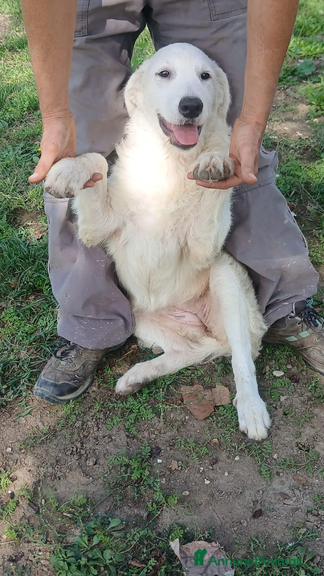 Meticcio cani in regalo: LA CUCCIOLA ARIEL HA BISOGNO DI TE, IN ADOZIONE - Annuncio 4