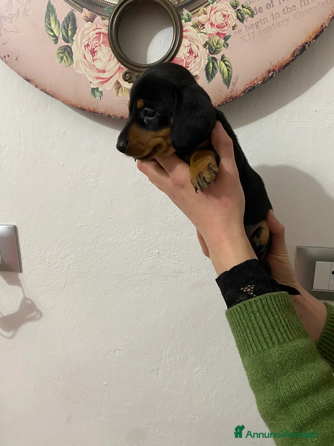 Bassotto cani in vendita: Bassotto nano tedesco - Annuncio 6