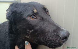 Meticcio cani in regalo: Carlo: 1 anno e mezzo, socievole, timido, dolce a Città Metropolitana di Genova - Immagine 4