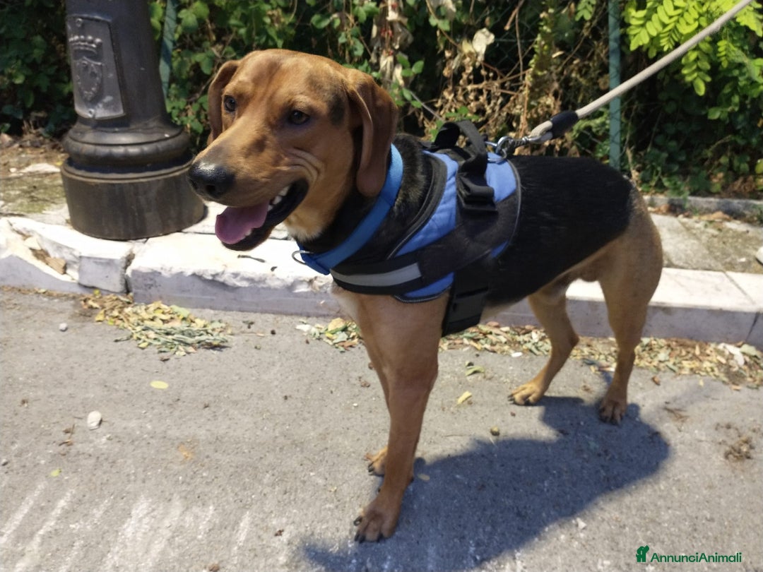 Segugio cani in regalo: Segugio 15/18mesi veniva cacciato a calci.MOLISE a Città metropolitana di Milano - Annuncio 4