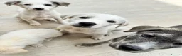 Meticcio cani in regalo: Dingo cucciolo taglia media socievole a Città metropolitana di Roma Capitale - Annuncio 1
