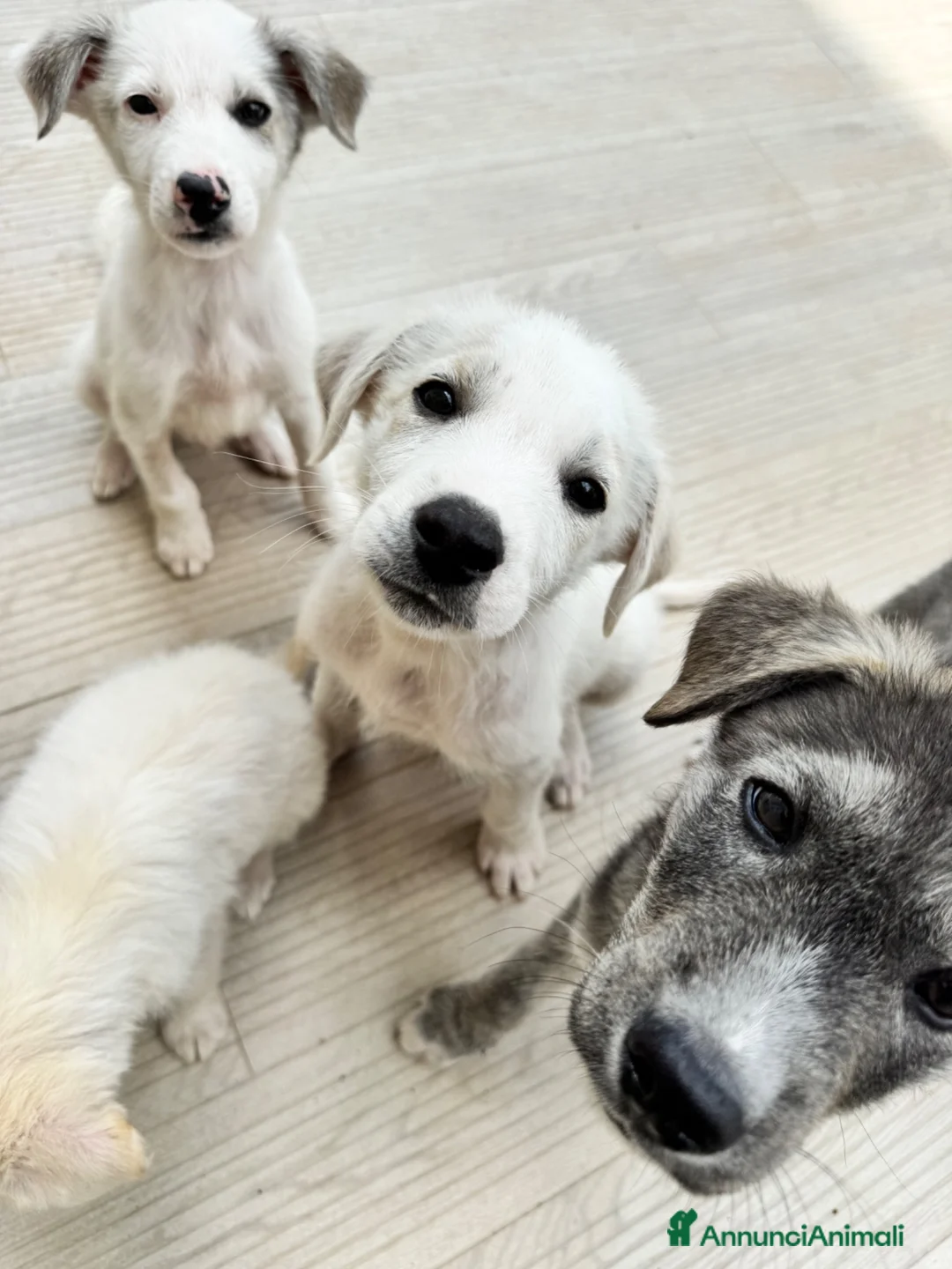 Meticcio cani in regalo: Dingo cucciolo taglia media socievole a Città metropolitana di Roma Capitale - Annuncio 1