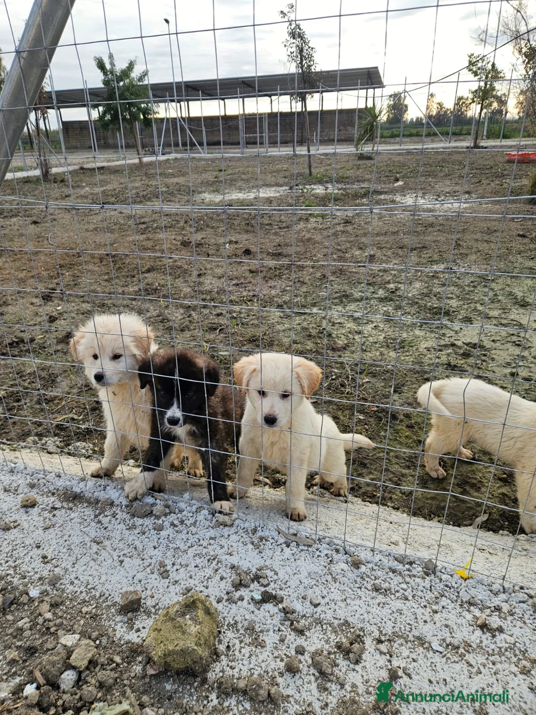 Meticcio cani in regalo: Jury: 4 mesi taglia grande  - Annuncio 9