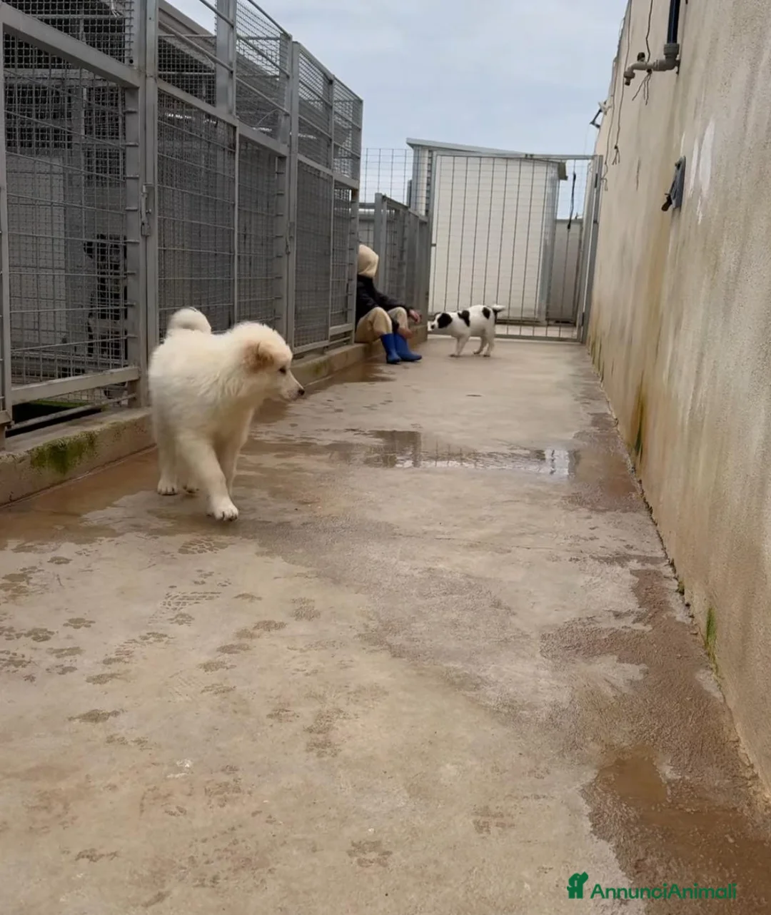 Meticcio cani in regalo: Snow: 4 mesi taglia grande  - Annuncio 3