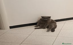 British gatti per accoppiamento: Yiko british shorthair cerca fidanzata  a Città Metropolitana di Milano - Immagine 3