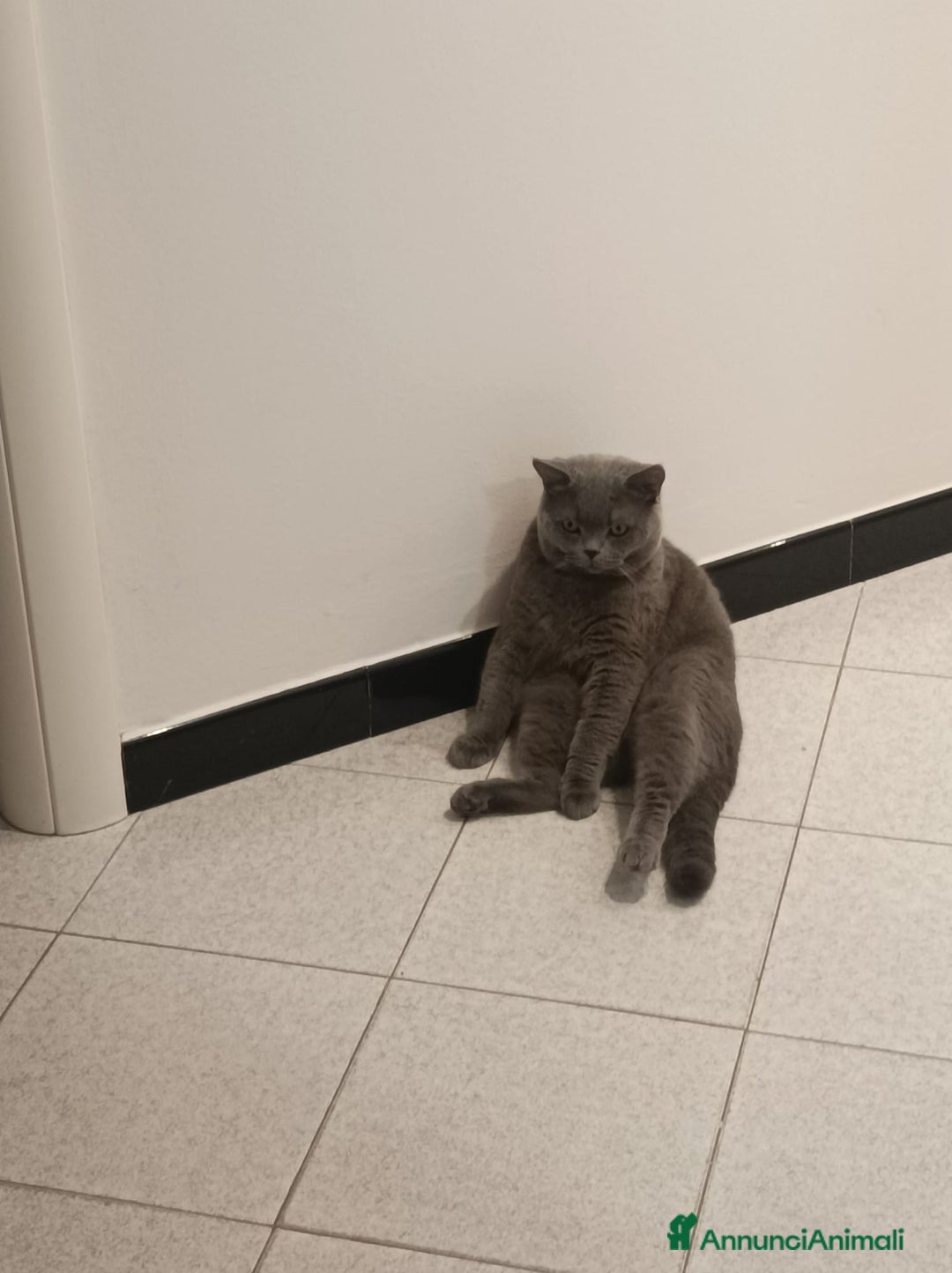 British gatti per accoppiamento: Yiko british shorthair cerca fidanzata  a Città Metropolitana di Milano - Immagine 3
