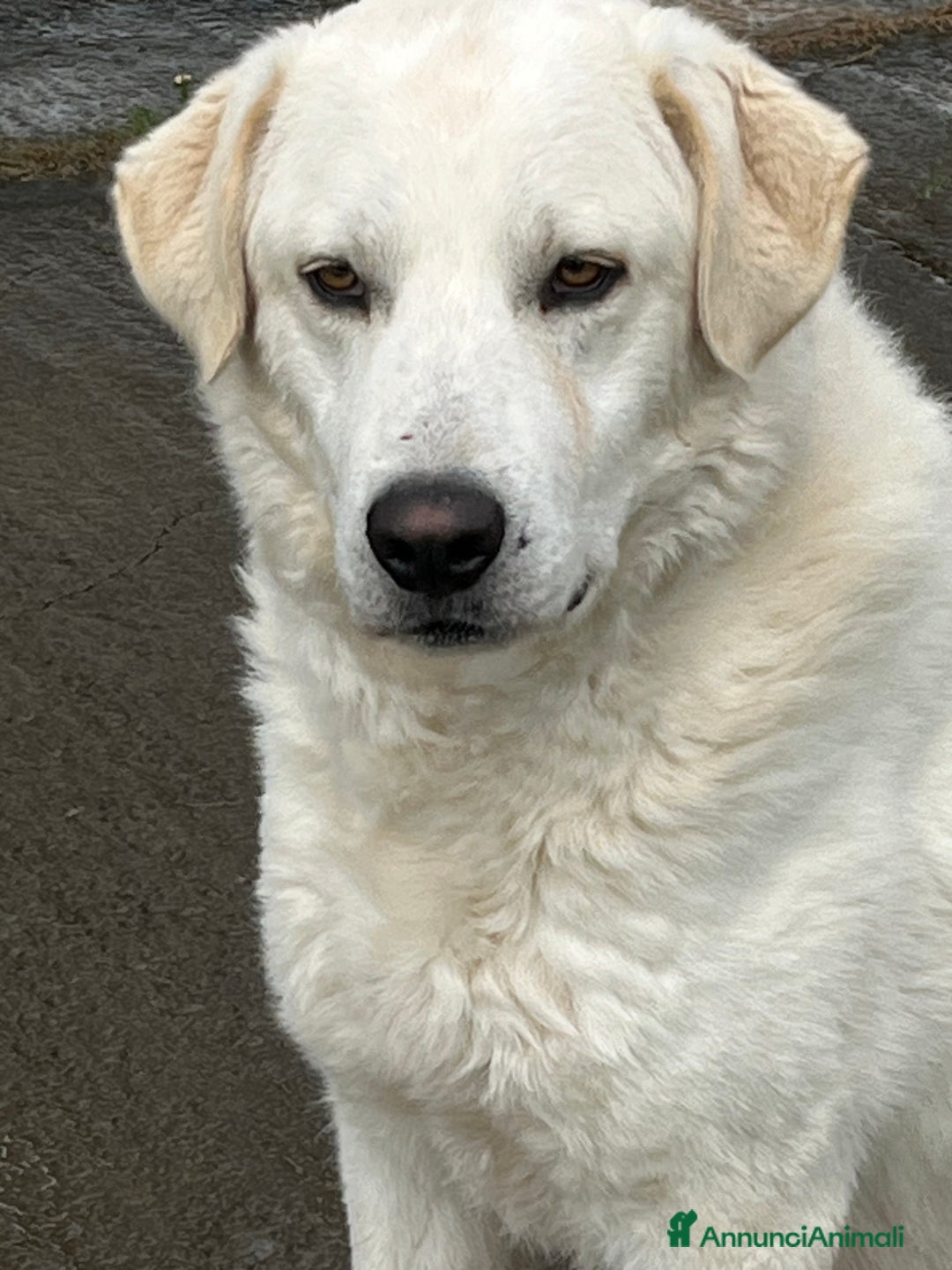Meticcio cani in regalo: Il cane perfetto. Pastore maremmano. - Annuncio 3