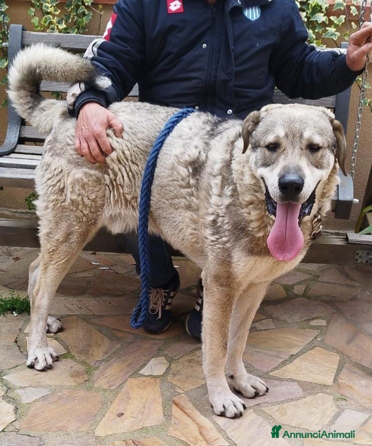 Meticcio cani CUCCIOLONE BIAGIO  - Annuncio 2