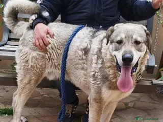 Meticcio cani CUCCIOLONE BIAGIO - Annuncio 2
