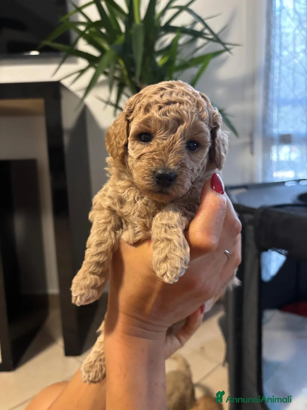 Barboncino cani in vendita: Vendo cuccioli di barboncino nano  - Annuncio 1