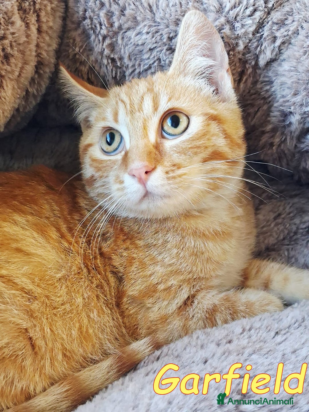 Europeo gatti in regalo: Mi chiamo 🧡#Garfield, - Annuncio 3