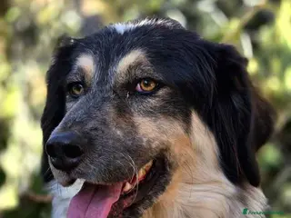 Meticcio cani IL BEL MARZIO HA BISOGNO DI TE, IN ADOZIONE - Annuncio 23