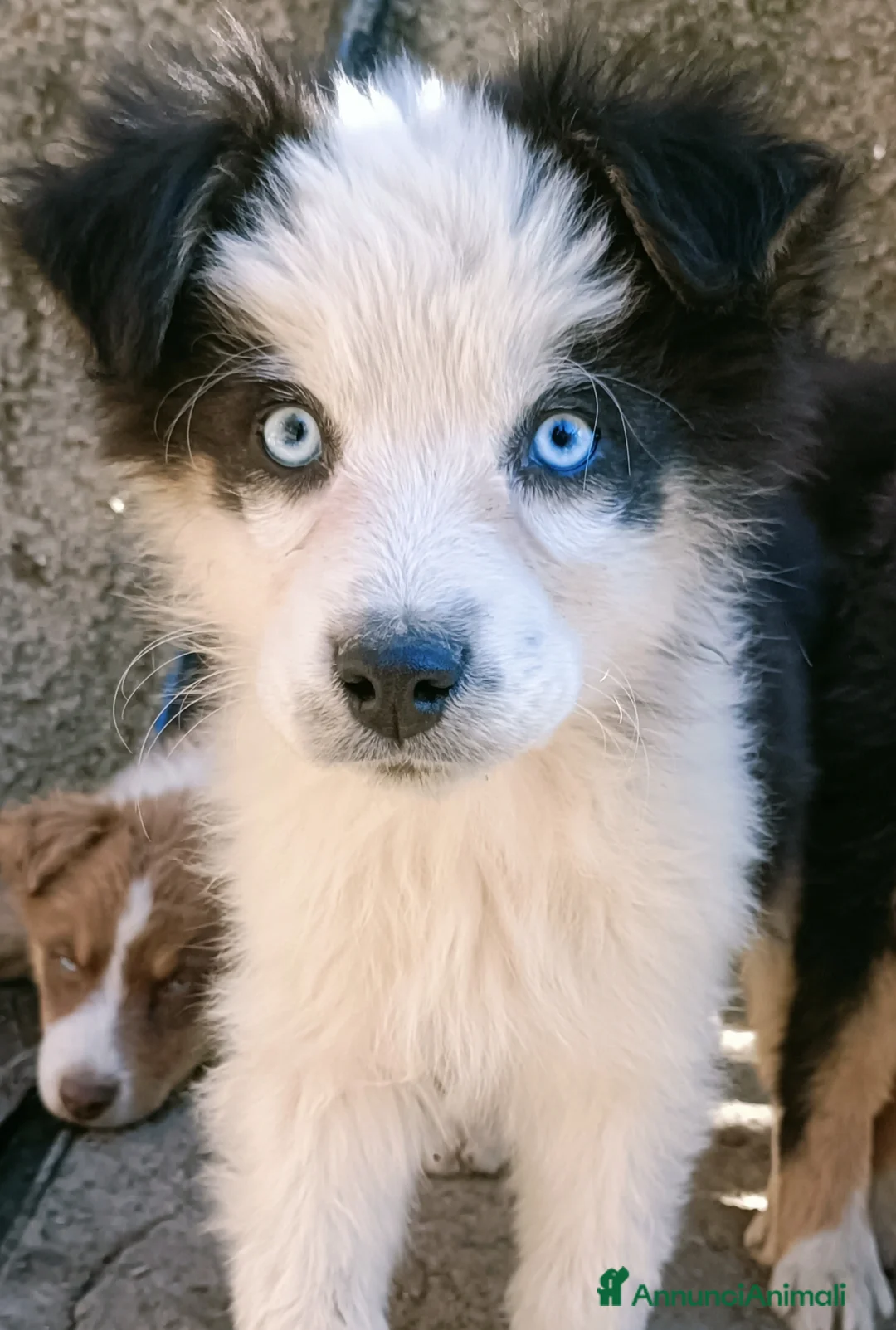 Australian Shepherd cani in vendita: Cuccioloni di pastore australiano  - Annuncio 5