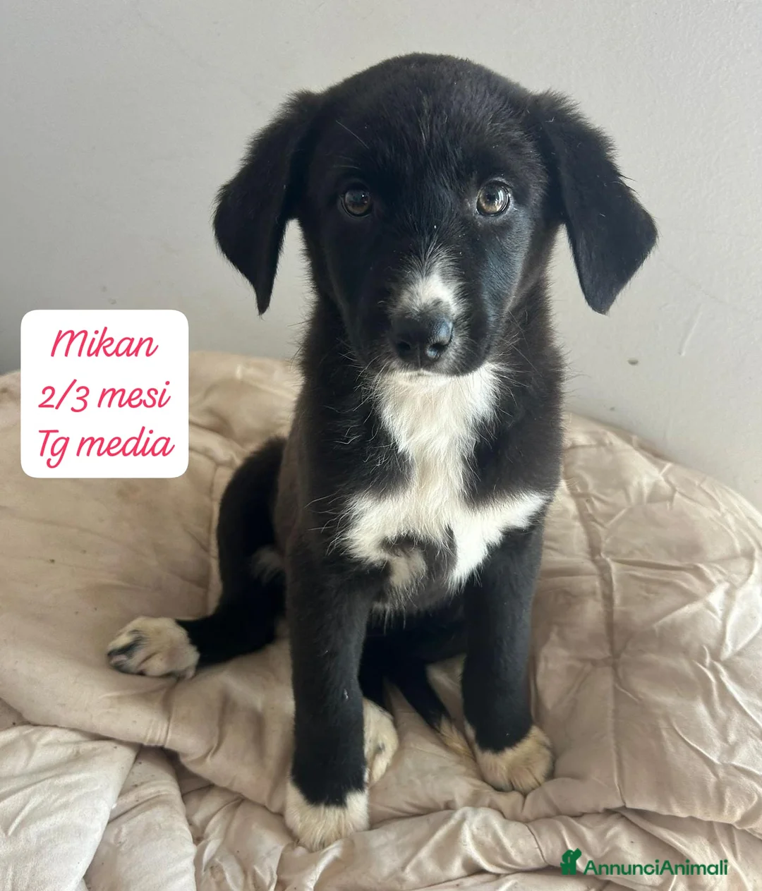 Meticcio cani in regalo: Cuccioli, non hanno chiesto di nascere! - Annuncio 3