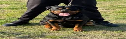 Rottweiler cani in vendita: Cuccioli di Rottwelier con pedigree  - Annuncio 1