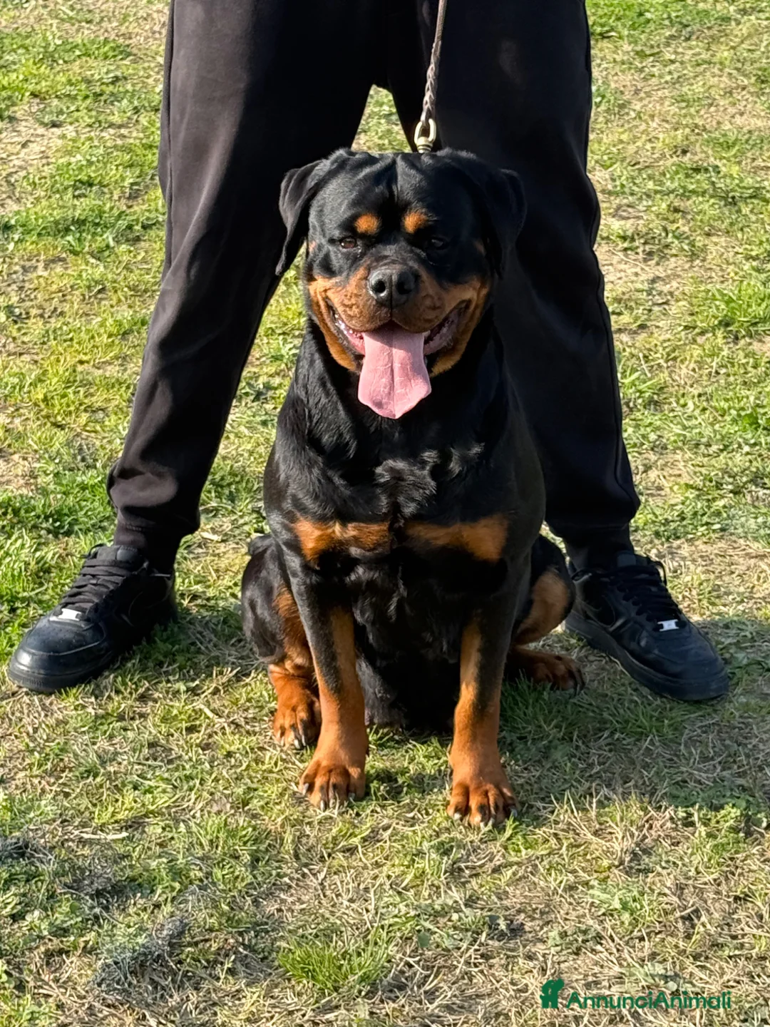 Rottweiler cani in vendita: Cuccioli di Rottwelier con pedigree  - Annuncio 1