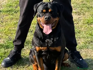 Rottweiler cani Cuccioli di Rottwelier con pedigree - Annuncio 3