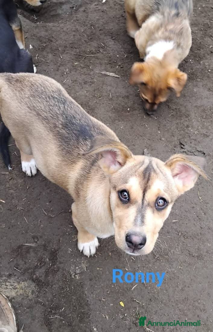 Meticcio cani CUCCIOLI 4 MESI - Annuncio 2