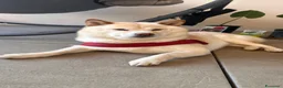 Shiba Inu cani in vendita: Meravigliosi cuccioli di Shiba Inu a Provincia di Frosinone - Annuncio 7