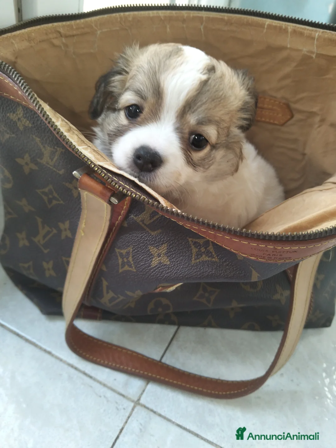 Chihuahua cani in vendita: Chihuahua maschio pedigree  - Annuncio 19