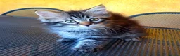 Siberiano gatti in vendita: Liam e Kiam cercano casa 🏡  a Città metropolitana di Milano - Annuncio 7